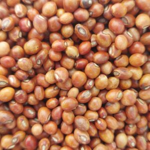 GUANDU FORRAGEIRO IAPAR 43