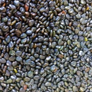 CROTALARIA SPECTABILIS