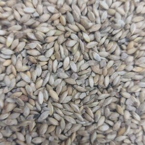 BRACHIARIA RUZIZIENSIS